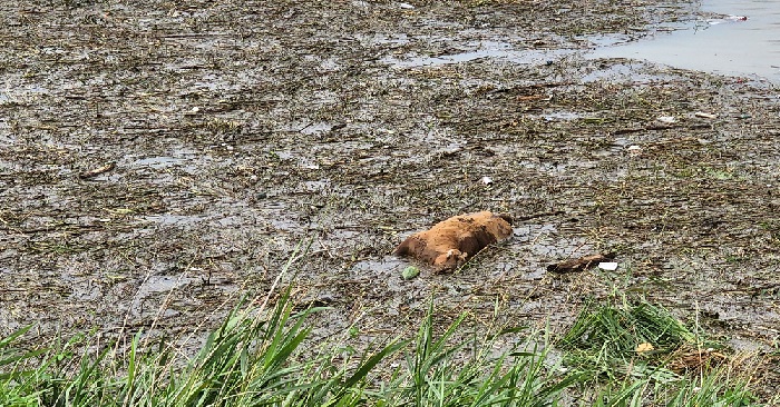 20220814 홍수에 더내려온 사체.jpg